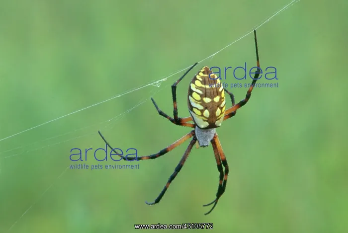 : Black and Yellow Argiope : Black and Yellow Argiope
