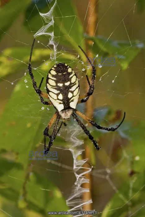 : Black and Yellow Argiope : Black and Yellow Argiope