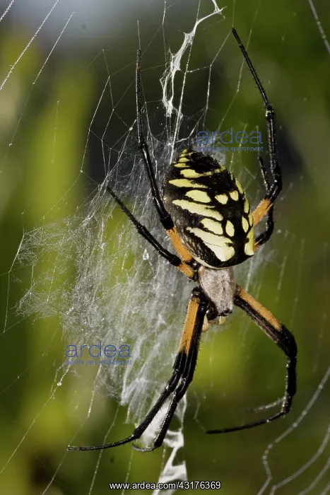 : Black and Yellow Argiope : Black and Yellow Argiope