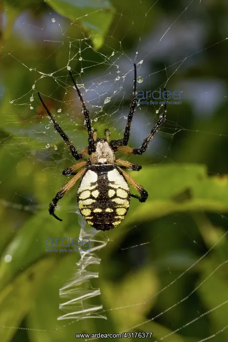 : Black and Yellow Argiope : Black and Yellow Argiope