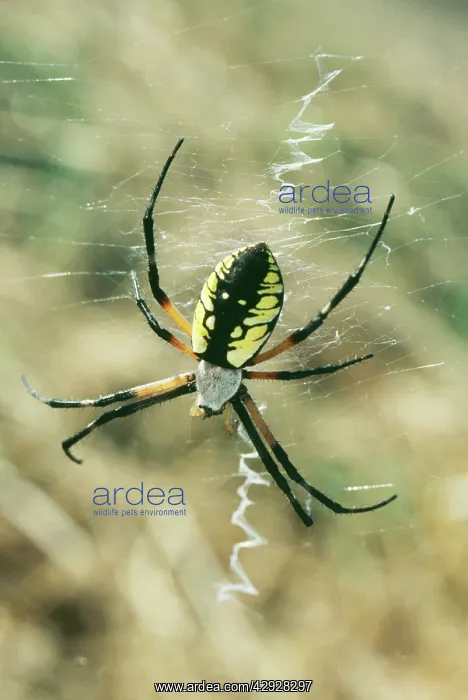 : Black and Yellow Argiope SPIDER : Black and Yellow Argiope SPIDER