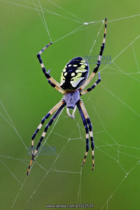 : Black and Yellow Argiope Spider : Black and Yellow Argiope Spider