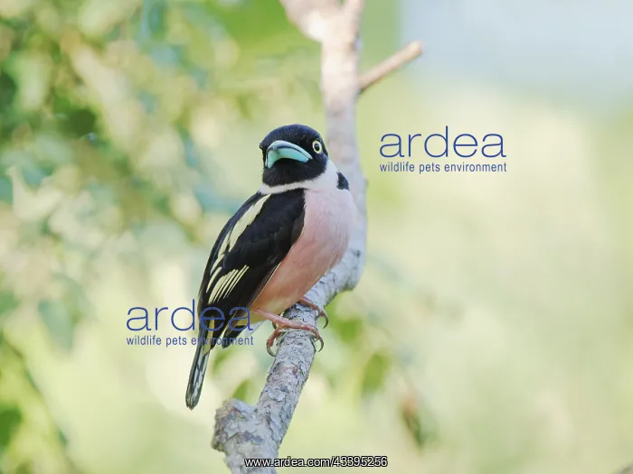 : Black and Yellow Broadbill Eurylaimus ochromalus : Black and Yellow Broadbill Eurylaimus ochromalus