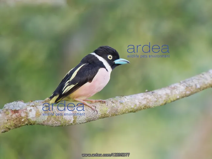 : Black and Yellow Broadbill Eurylaimus ochromalus : Black and Yellow Broadbill Eurylaimus ochromalus