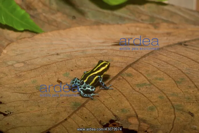 : Black and Yellow Dart Frog : Black and Yellow Dart Frog
