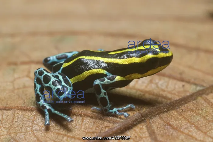 : Black and Yellow Dart Frog : Black and Yellow Dart Frog