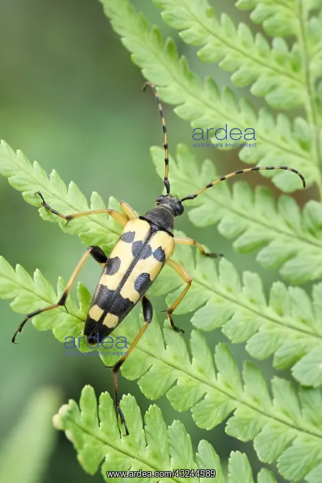 : Black and yellow longhorn beetle, Norfolk UK : Black and yellow longhorn beetle, Norfolk UK