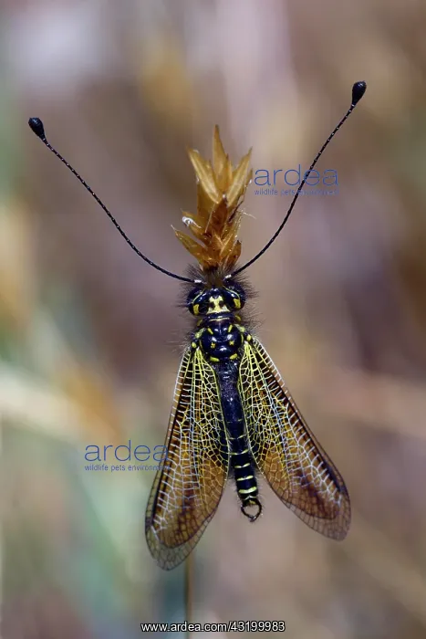 : Black yellow owlfly (Libelloides longicornis), Corsica : Black yellow owlfly (Libelloides longicornis), Corsica