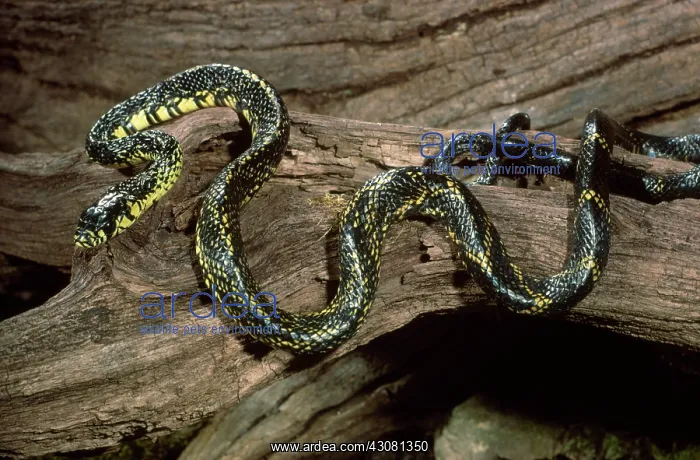 : Black and Yellow Ratsnake : Black and Yellow Ratsnake