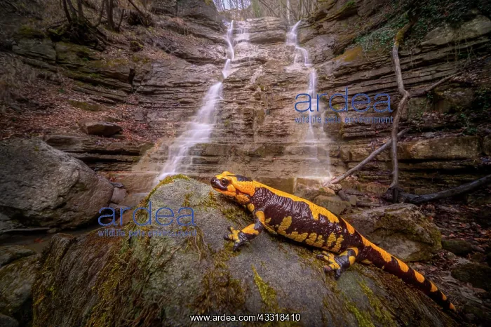 : Black and yellow Salamander (Salamandra salamand : Black and yellow Salamander (Salamandra salamand