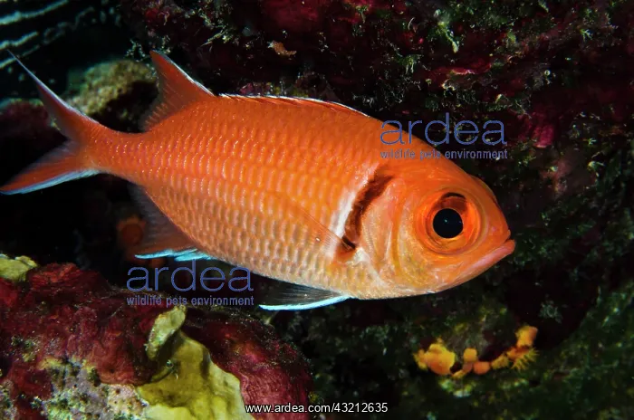 : Blackbar Soldierfish (Myripristis jacobus) : Blackbar Soldierfish (Myripristis jacobus)