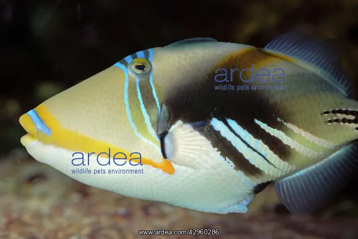 : Blackbar Triggerfish / Picasso Fish : Blackbar Triggerfish / Picasso Fish