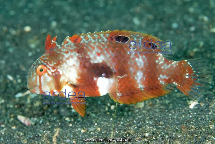  : Blackbarred Razorfish