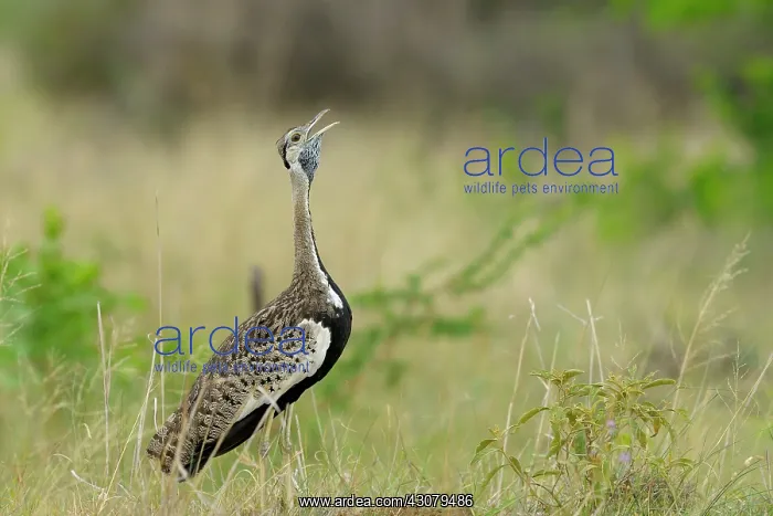: Blackbellied Bustard : Blackbellied Bustard