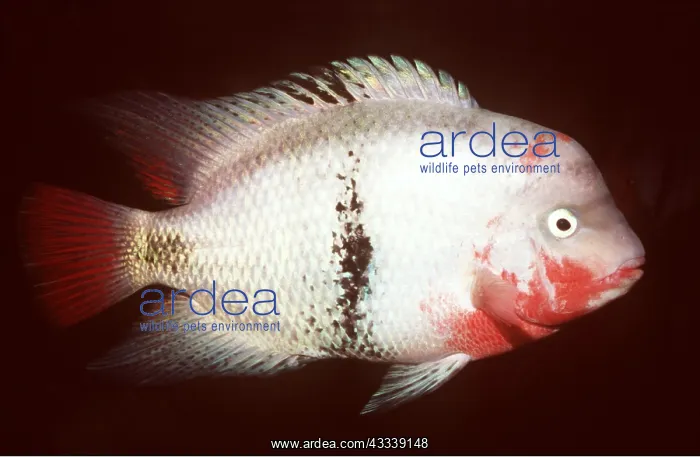 : BLACKBELT CICHLID - RED FACE : BLACKBELT CICHLID - RED FACE