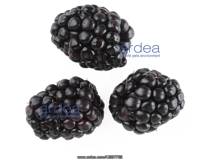  : Blackberries