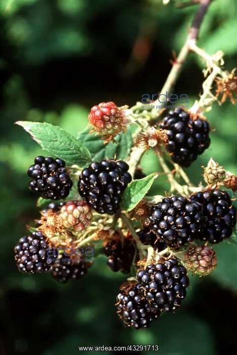 : BLACKBERRIES - Bramble & Fruits : BLACKBERRIES - Bramble & Fruits