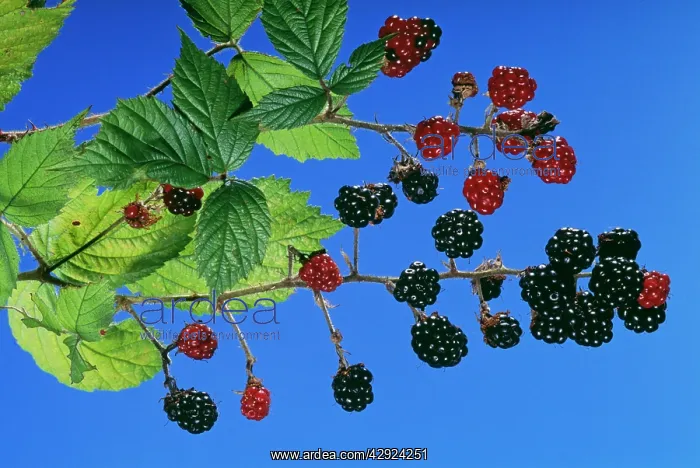 : BLACKBERRIES / Bramble - showing ripe and unripe berries : BLACKBERRIES / Bramble - showing ripe and unripe berries