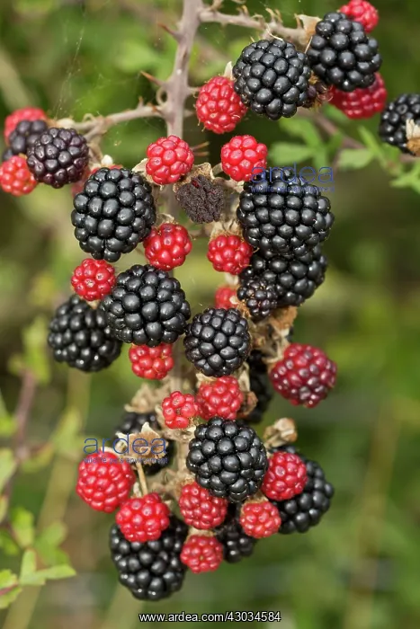 : Blackberries Dorset, UK : Blackberries Dorset, UK
