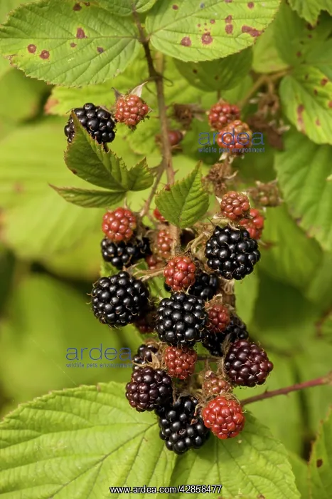 : Blackberries in fruit : Blackberries in fruit