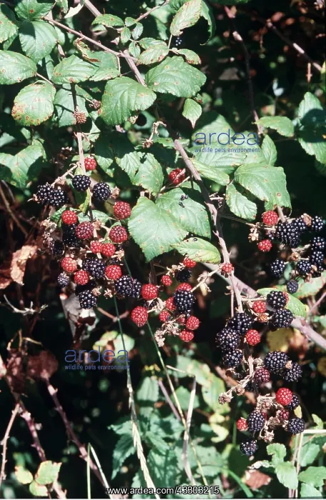 : BLACKBERRIES - in fruit : BLACKBERRIES - in fruit