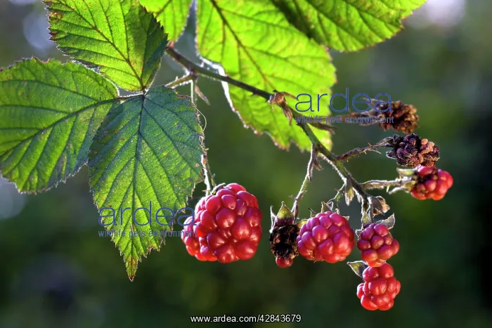 : Blackberries - with leaves : Blackberries - with leaves