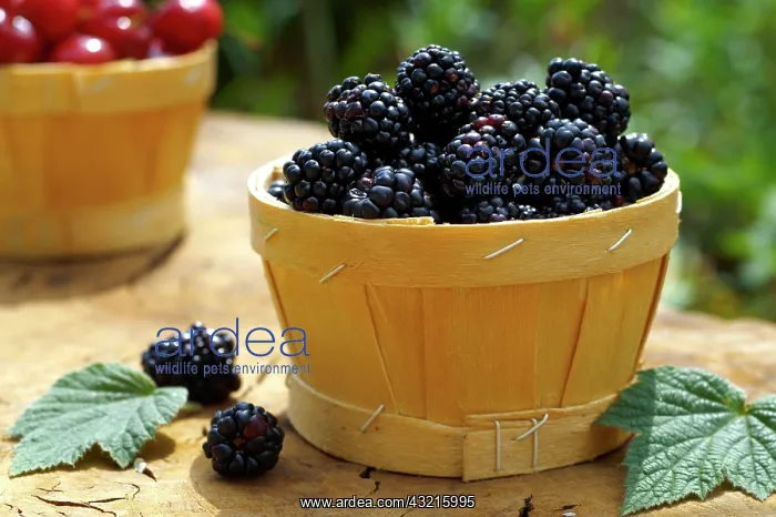 : Blackberries in a punnet : Blackberries in a punnet