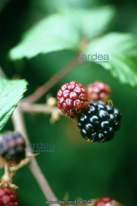 : Blackberry : Blackberry