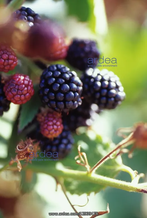 : Blackberry : Blackberry