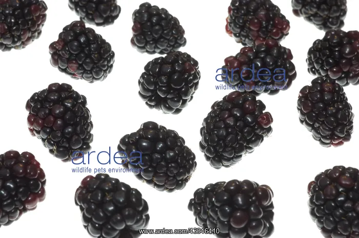 : Blackberry : Blackberry