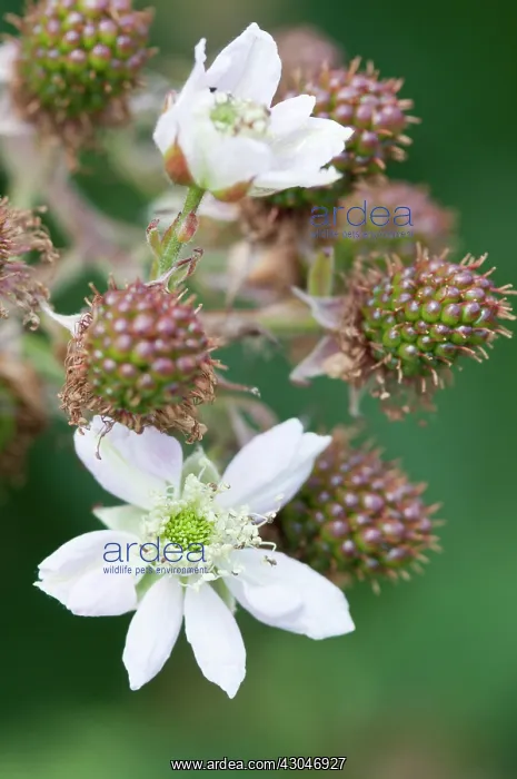 : Blackberry : Blackberry