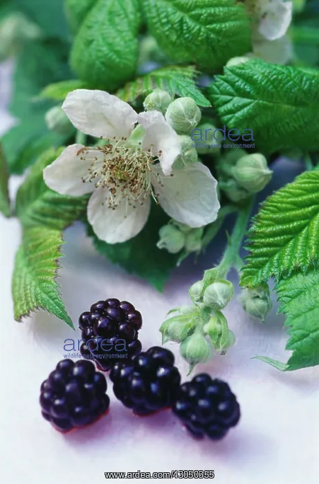 : Blackberry : Blackberry