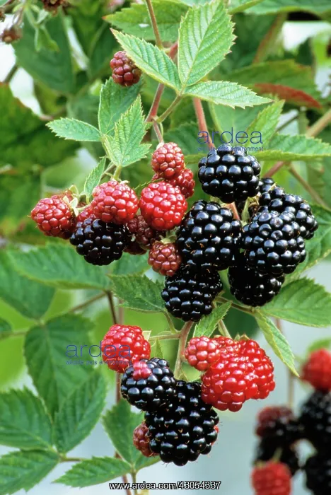 : Blackberry : Blackberry