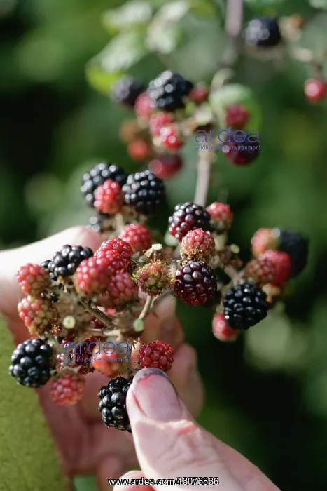 : Blackberry : Blackberry