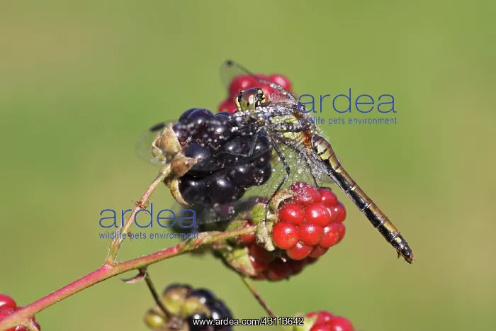 : Blackberry : Blackberry