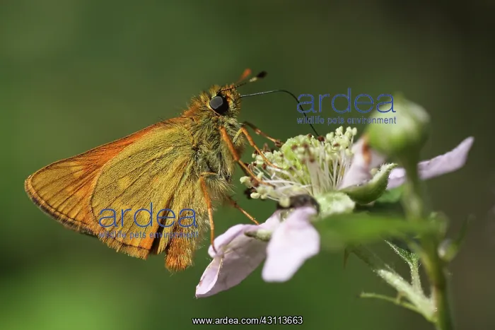 : Blackberry : Blackberry