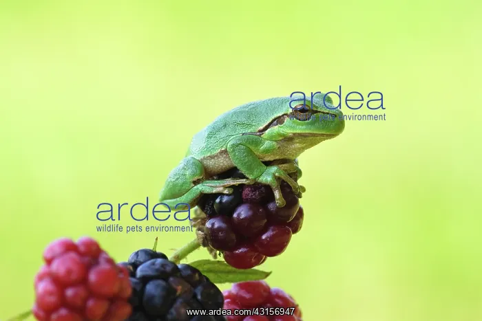 : Blackberry : Blackberry