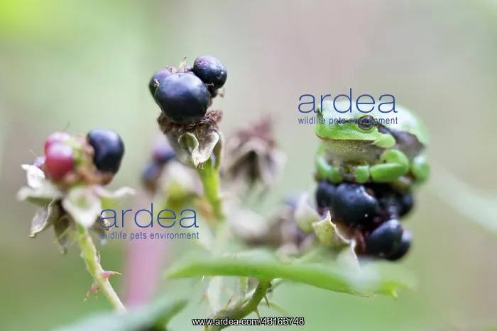  : Blackberry