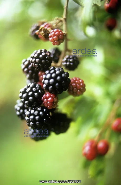 : Blackberry : Blackberry