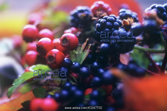 : Blackberry : Blackberry