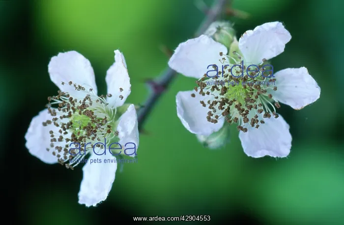 : BLACKBERRY Bramble - Flowers / blossom : BLACKBERRY Bramble - Flowers / blossom