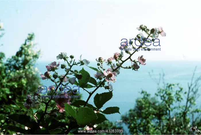 : Blackberry / Bramble Frond : Blackberry / Bramble Frond