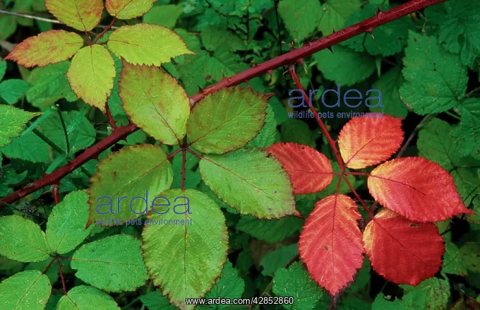 : Blackberry bramble shrub in autumn : Blackberry bramble shrub in autumn