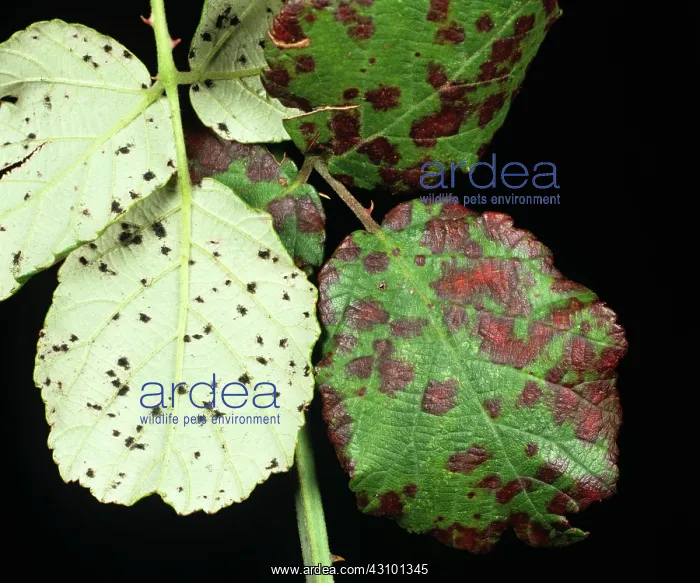 : Blackberry common rust : Blackberry common rust