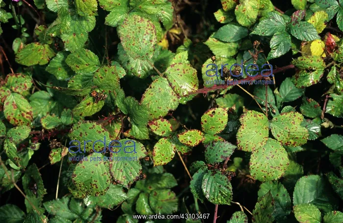 : Blackberry common rust : Blackberry common rust