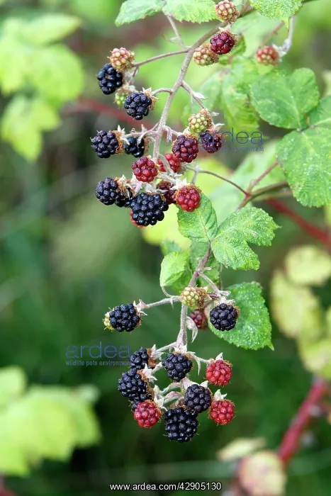 : Blackberry - fruit on bush - edible : Blackberry - fruit on bush - edible