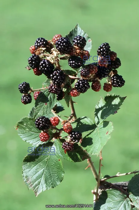  : BLACKBERRY FRUITS