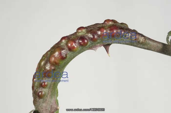 : Blackberry knot gall : Blackberry knot gall