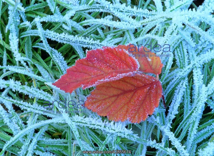 : Blackberry leaf - in autumn colour amidst frost-covered : Blackberry leaf - in autumn colour amidst frost-covered