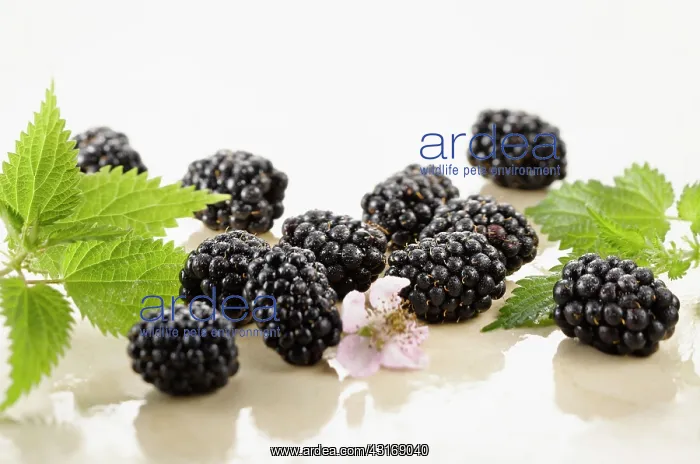 : Blackberry, Rubus cultivar. Several berries arranged : Blackberry, Rubus cultivar. Several berries arranged
